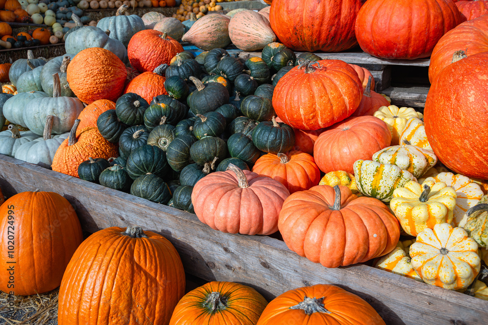 A vibrant display of pumpkins in various shapes and colors A vibrant display of pumpkins in various shapes and colors