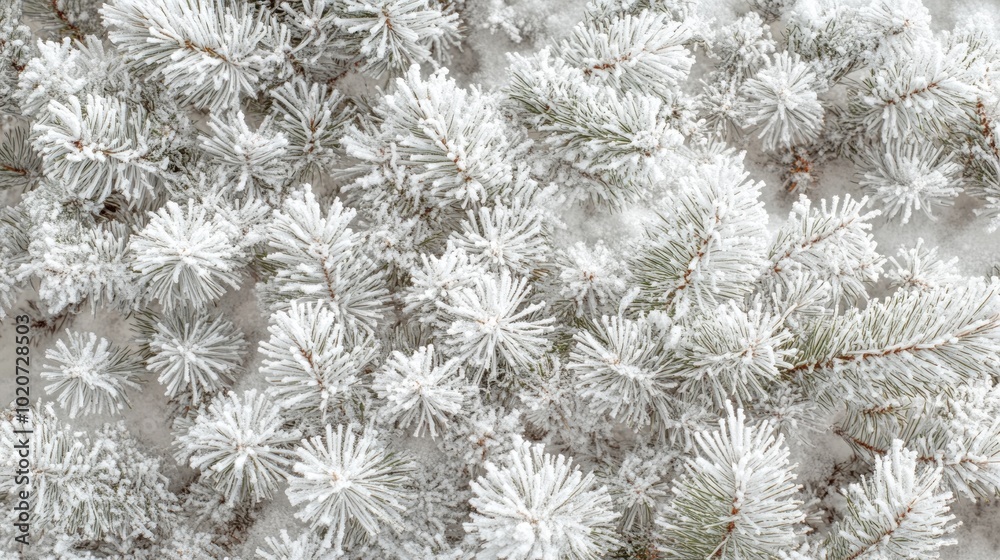 Snow Covered Pine Branches Snow Covered Pine Branches