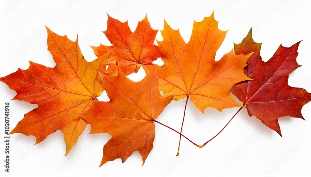 autumn maple leaves orange fall leaf thanksgiving or halloween design elements in orange red and yellow autumn colors seasonal clip art or design elements for border or background illustrations autumn maple leaves orange fall leaf thanksgiving or halloween design elements in orange red and yellow autumn colors seasonal clip art or design elements for border or background illustrations