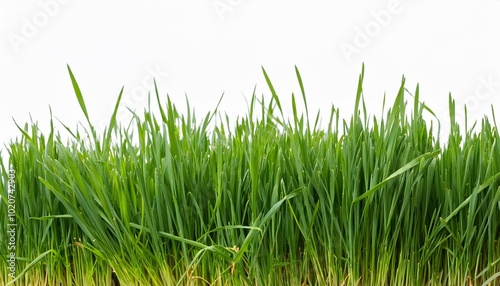 fresh long green grass isolated against a flat background