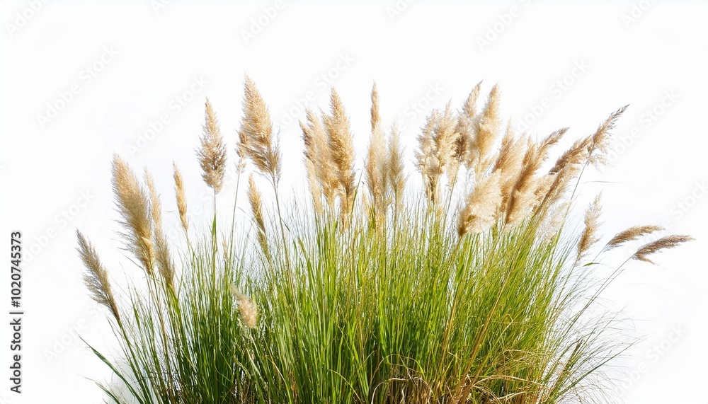 wild grass isolated on white background reed plant on white background for design wild grass isolated on white background reed plant on white background for design
