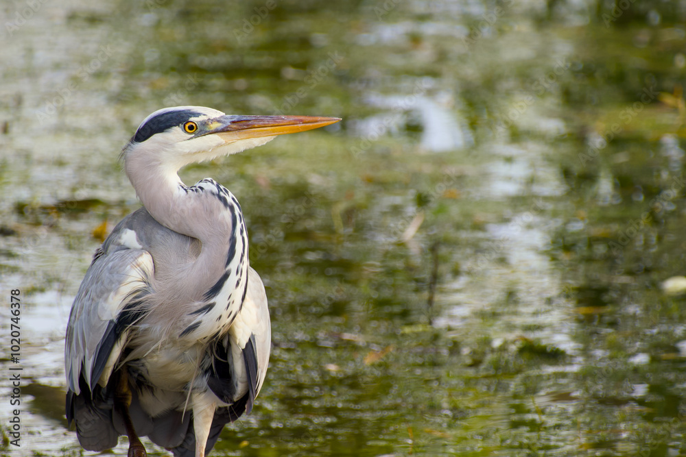 grey heron standing on the shore near the lake close-up grey heron standing on the shore near the lake close-up