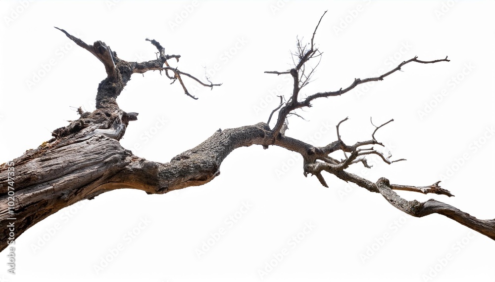creepy dead tree old crooked tree dry wood isolated on transparent creepy dead tree old crooked tree dry wood isolated on transparent
