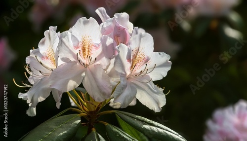 white light pink blossoms of an rhododendron plant bush dark green very blurred background a strong contrast that brings out the petals very nicely