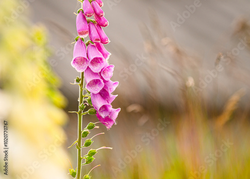Poisonous flowers of Digitalis purpurea in a field.