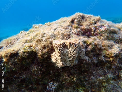 Stinker sponge (Sarcotragus fasciculatus) undersea, Aegean Sea, Greece, Syros island, Azolimnos beach photo