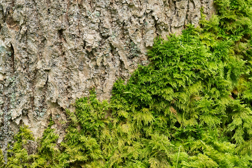 Detailed view of moss on a tree. Detailed view of moss on a tree.