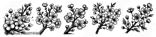 black and white set picture branch with flowers vector 