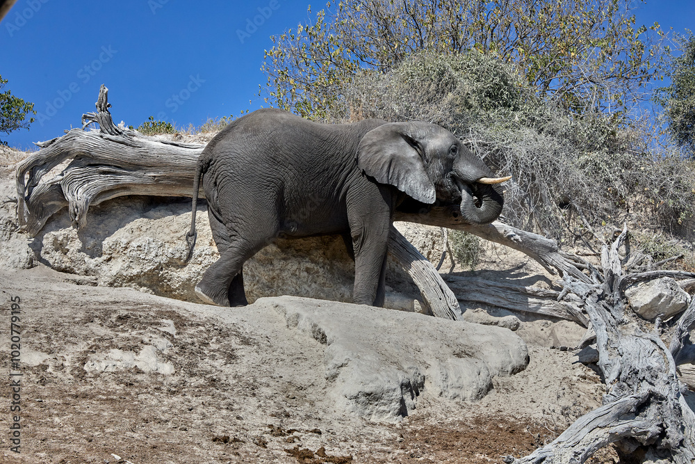 Fototapeta premium Majesty in the wild. There’s nothing quite like witnessing the gentle strength and wisdom of an elephant in its natural home. Every wrinkle tells a story, every step is a reminder of the power 