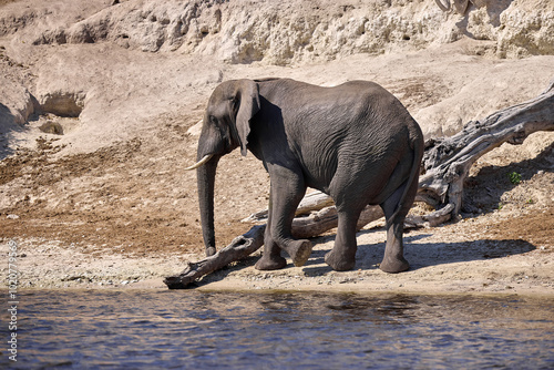 Majesty in the wild.  There’s nothing quite like witnessing the gentle strength and wisdom of an elephant in its natural home. Every wrinkle tells a story, every step is a reminder of the power  photo