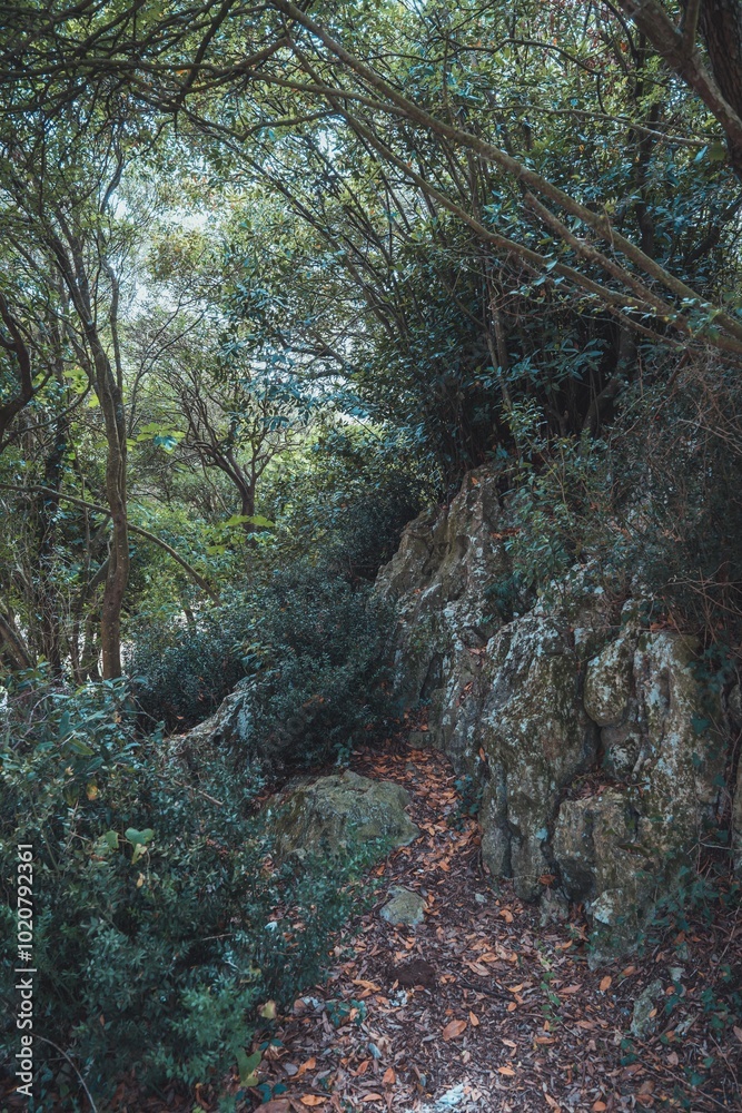 Fototapeta premium el bosque encantado