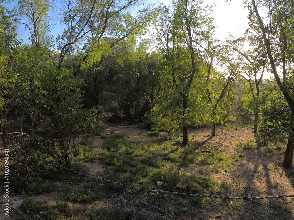 Fototapeta premium el bosque encantado