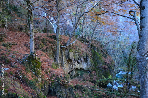 trees in the forest