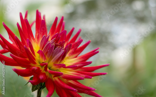 fleur de dalhia rouge au coeur jaune, sur un bokeh lumineux,  photo