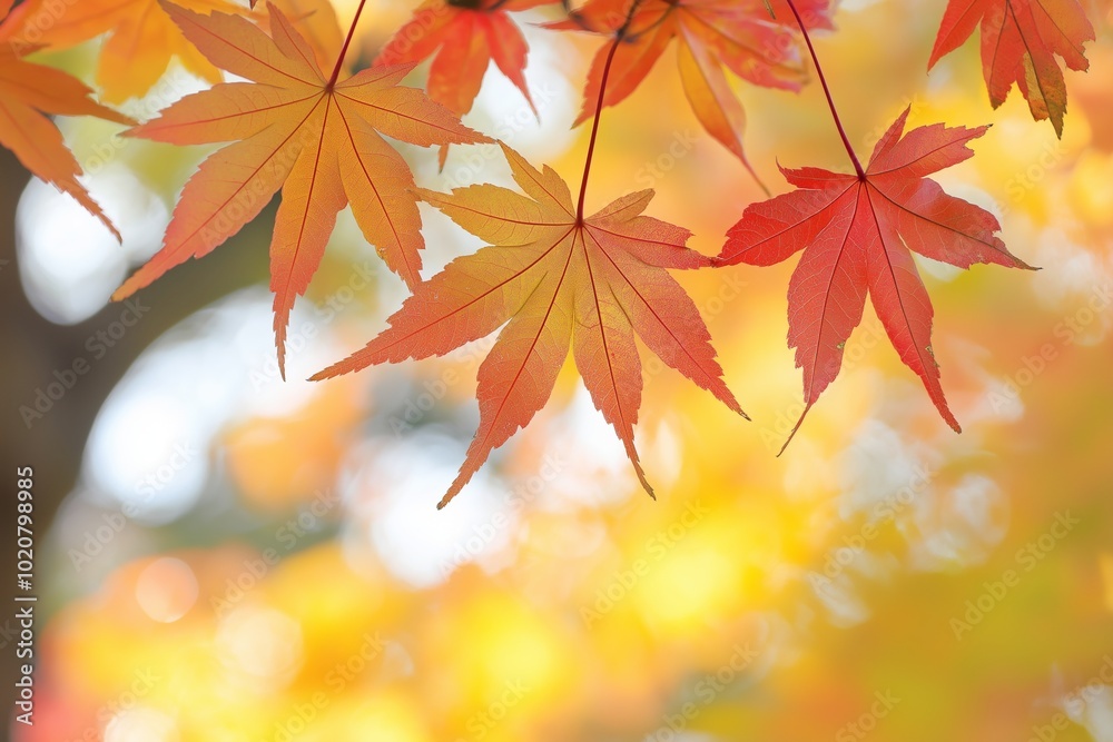 Delicate autumn leaves captured in a soft light breeze convey the gentle mood and transition of the season. Delicate autumn leaves captured in a soft light breeze convey the gentle mood and transition of the season.