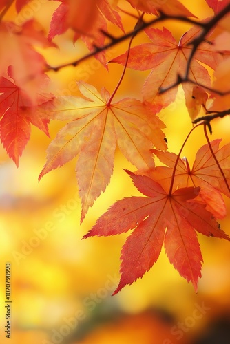 Sunlight filters through autumn leaves, creating a stunning backlit visual effect and highlighting their vibrant colors.