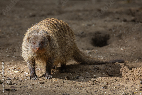 Banded Mongoose, group with baby, Mungos mungo photo