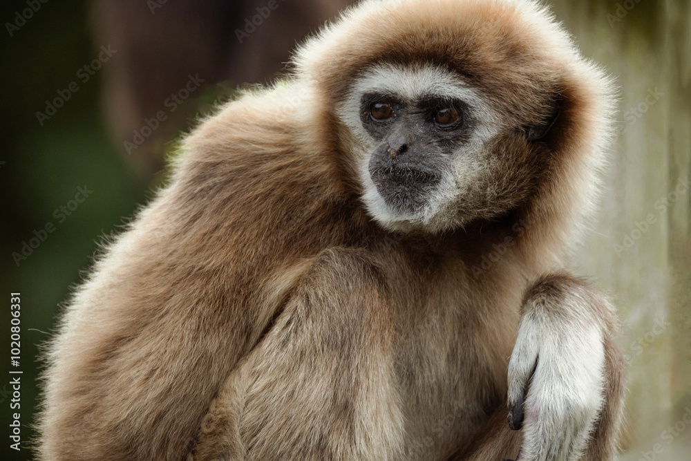 lar gibbon white-handed gibbon, an endangered primate in the gibbon family lar gibbon white-handed gibbon, an endangered primate in the gibbon family