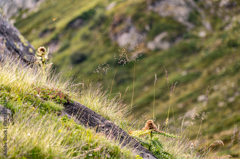 Panorama in nelle Alpi Svizzeri nel mese di settembre, prati e natura. Panorama in nelle Alpi Svizzeri nel mese di settembre, prati e natura.