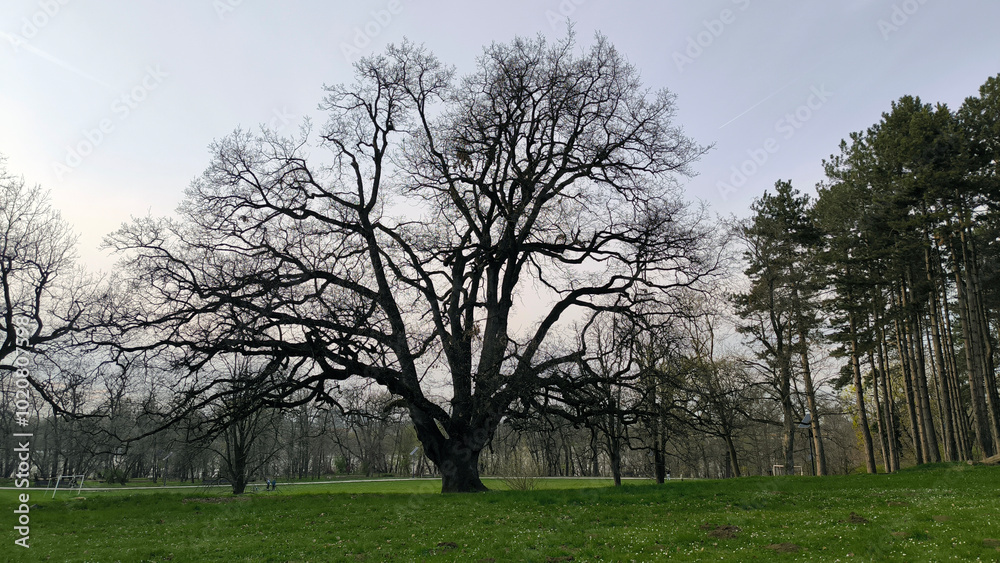 lonely oak tree growing in the park lonely oak tree growing in the park