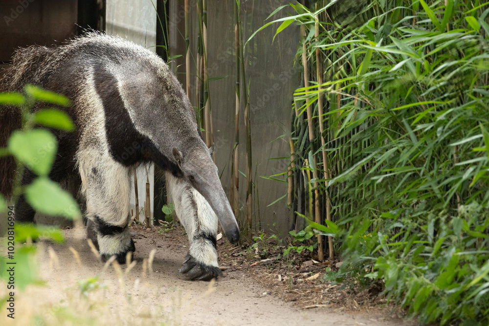 Giant anteater cute animal from Brazil. Giant anteater cute animal from Brazil.