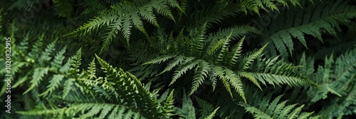 A green leafy plant with many leaves. The leaves are green and have a shiny appearance. The plant is growing in a forest