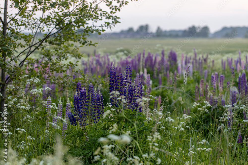 Obraz premium Lupine flowers in a foggy field during sunset in the Moscow region