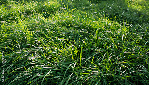 Vibrant green grass outdoors on sunny day