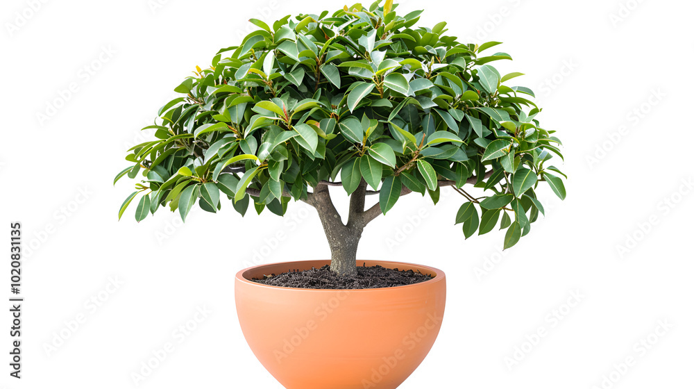 small topiary tree in pot insulated on white background ,a bonsai tree in a pot on a white background small topiary tree in pot insulated on white background ,a bonsai tree in a pot on a white background