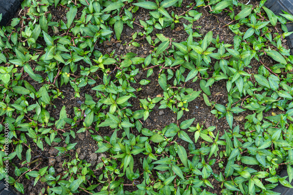 Fresh green ivy leaves climb a wall, creating a natural, textured backdrop Fresh green ivy leaves climb a wall, creating a natural, textured backdrop
