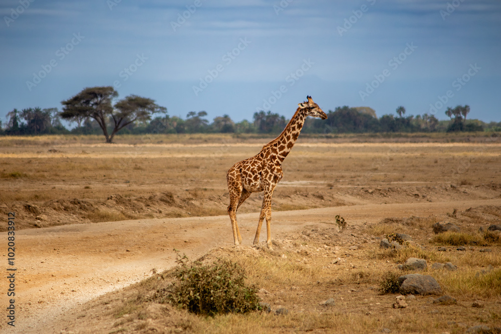Obraz premium A Ugandan giraffe in Amboseli National Park, Kenya