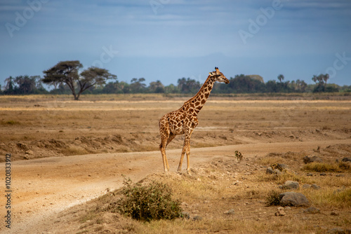 A Ugandan giraffe in Amboseli National Park, Kenya photo