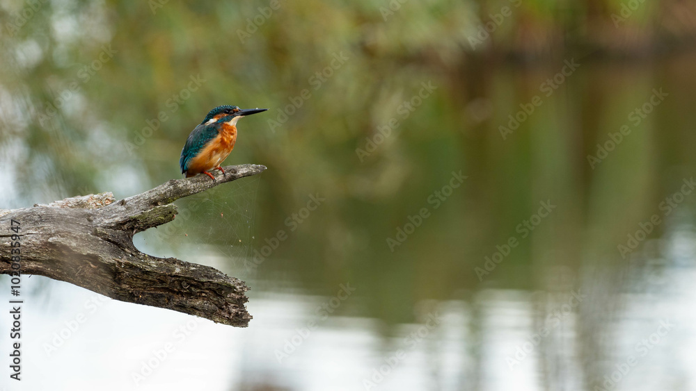 Fototapeta premium kingfisher perched on a branch overlooking a pond