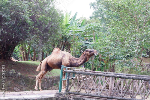 Ragunan Zoo Jakarta photo