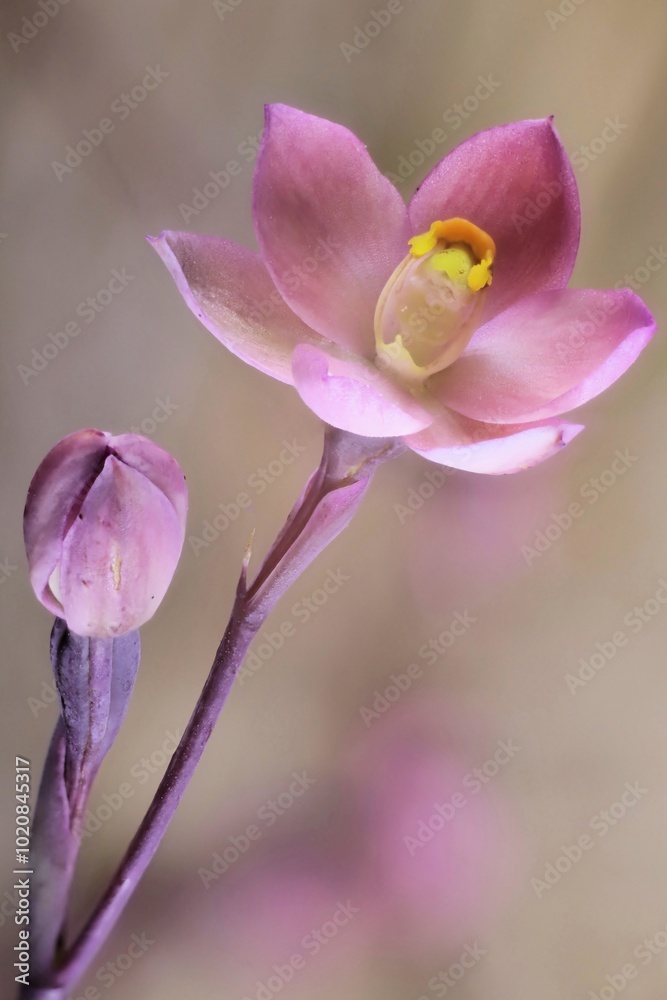 Salmon Sun Orchid (Thelymitra rubra) flower and bud, South Australia Salmon Sun Orchid (Thelymitra rubra) flower and bud, South Australia