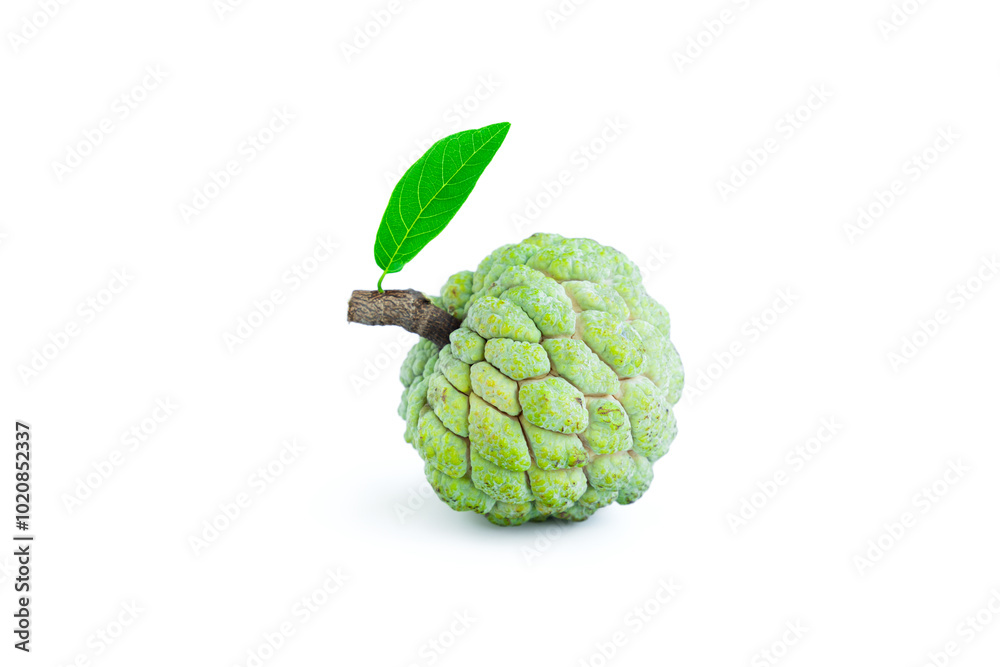 Green custard apple isolated on white background, Sugar apple, Annona squamosa or Cherimoya fruit Green custard apple isolated on white background, Sugar apple, Annona squamosa or Cherimoya fruit