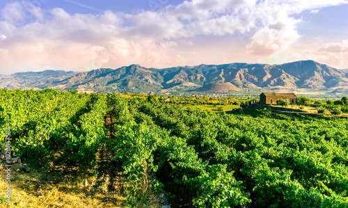 green rows of wineyard with grape on a winery during sunset with amazing mountains and clouds on background photo