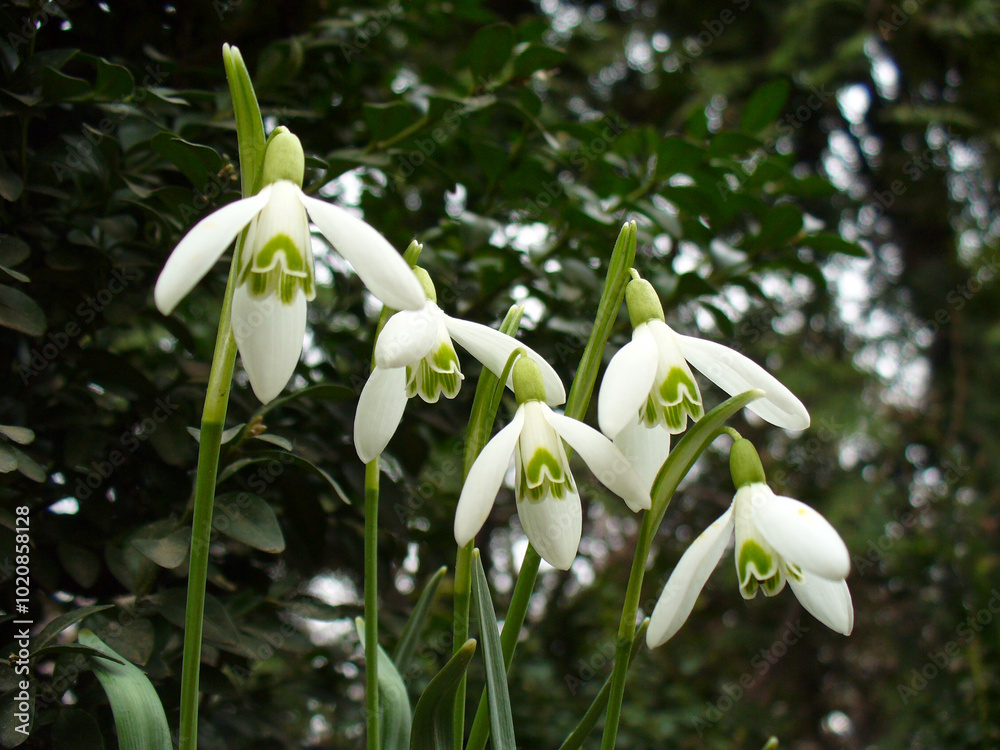 Galanthus, Snowdrops - white flowers with green stems and leaves. Topics: vegetation, beauty of nature, flowering, heralds of spring, flora, natural environment Galanthus, Snowdrops - white flowers with green stems and leaves. Topics: vegetation, beauty of nature, flowering, heralds of spring, flora, natural environment