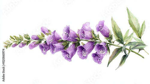 Fototapeta Naklejka Na Ścianę i Meble -  Purple foxglove flowers with green leaves on a white background