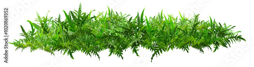 Boston green ferns are very green, with common sword fern leaves, offices or house decorations, green splits on a white background.