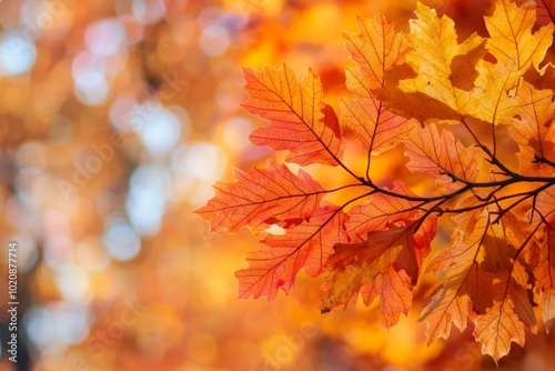 Fallen Leaves Season Background