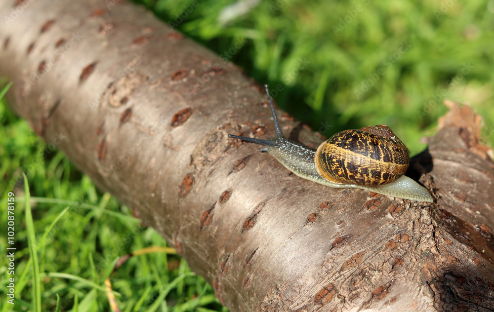 Snail crawling on a log in the garden. Shallow depth of field. Snail crawling on a log in the garden. Shallow depth of field.