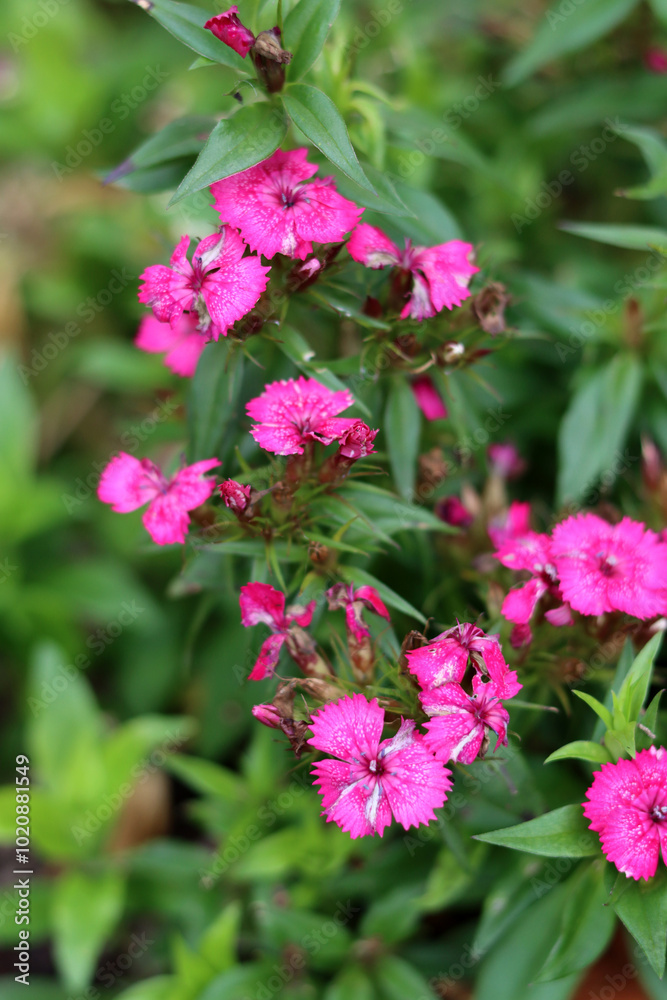 Beautiful pink carnations flowers in the garden. Shallow depth of field.