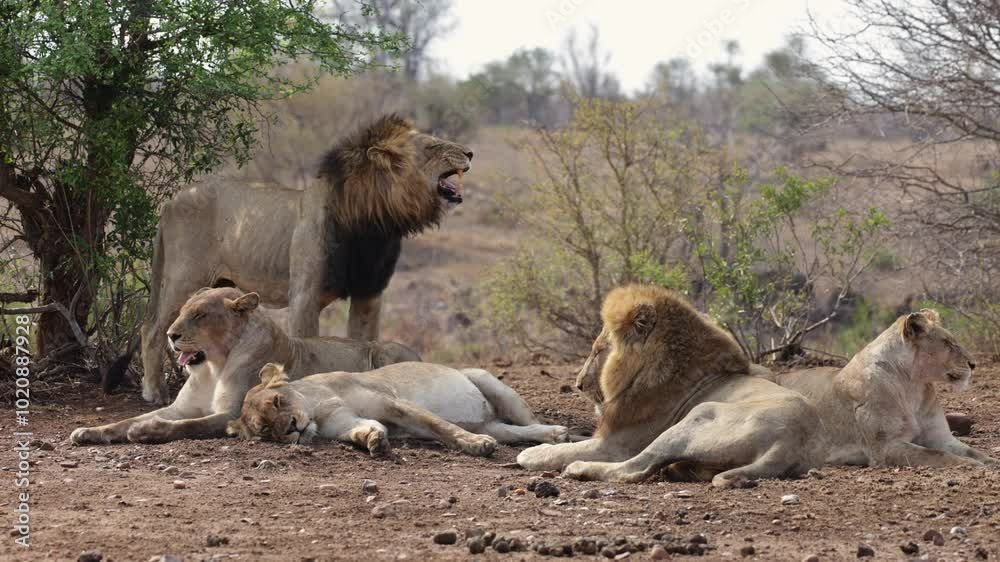  a male lion flehmen grimace.