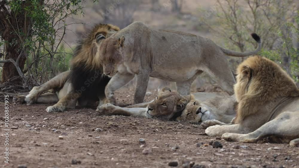 two males and four lionesses resting two males and four lionesses resting