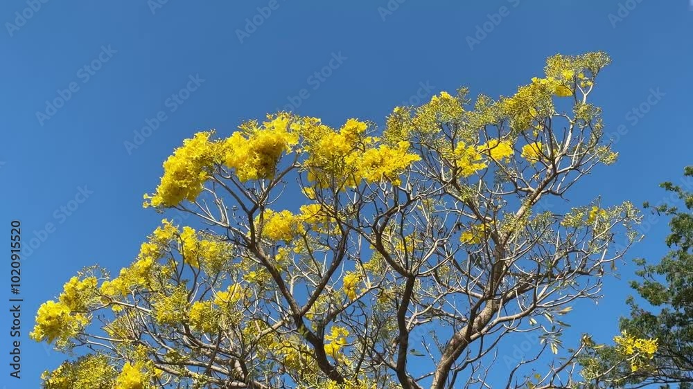 4k video of wind blowing yellow Tabebuia trumpet flowers or Tabebuia crhysotricha or Tabebuya tree, this plant is famous worldwide in tropical countries, grows in many road in summer to autumn season.