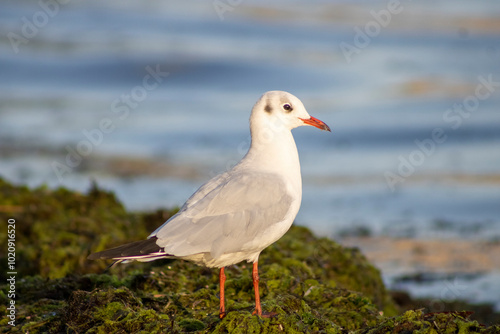 seagull on the beach