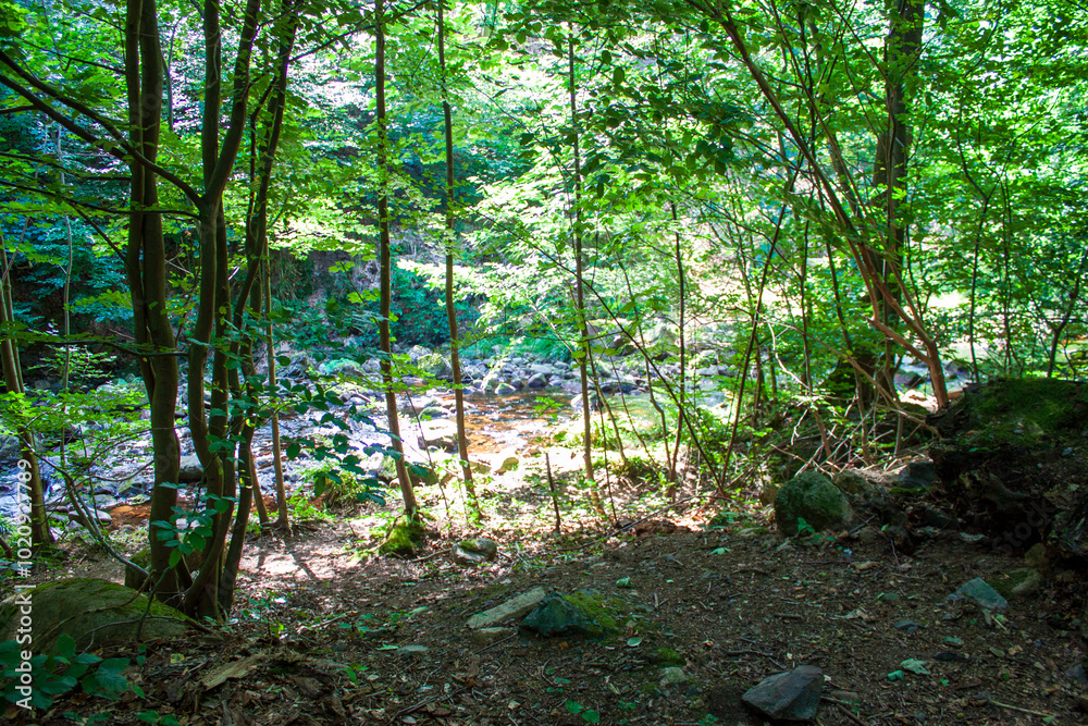 Ausblick vom Wanderweg im Ilsetal, Harz Sommer 2024 Ausblick vom Wanderweg im Ilsetal, Harz Sommer 2024