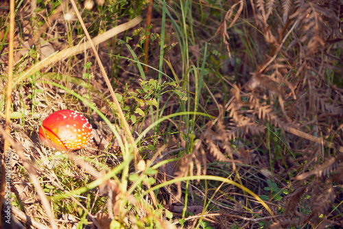 Muchomor czerwony, Amanita muscaria (L.) Lam. photo