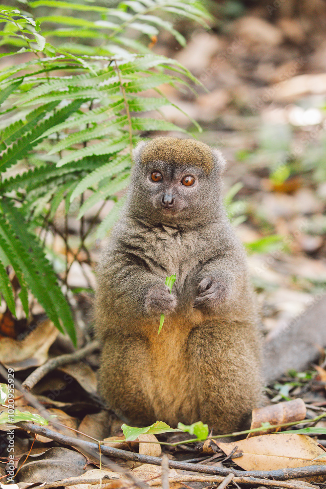 Fototapeta premium Madagascar - Eastern lesser bamboo lemur